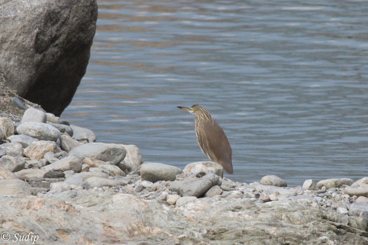 Indian Pond-Heron - Sudip Ghosh