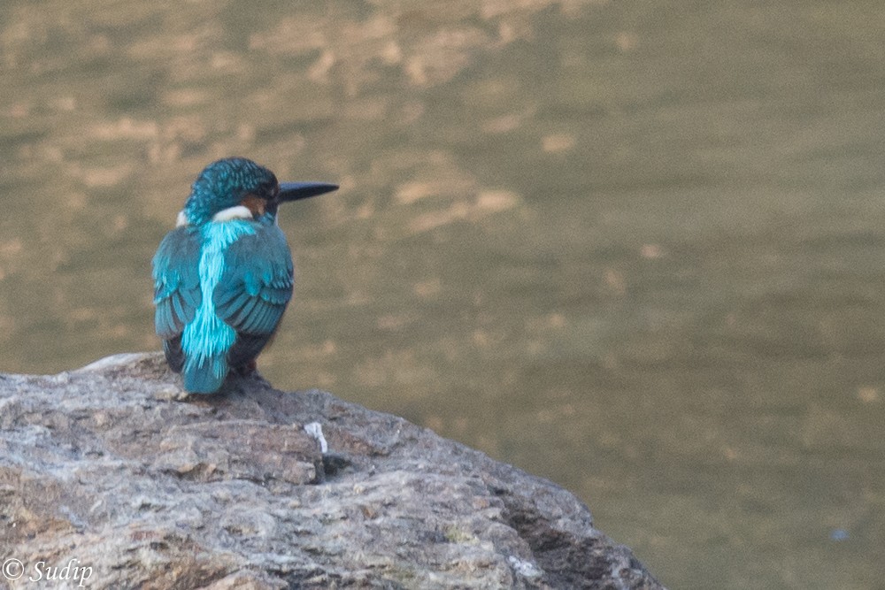 Common Kingfisher - Sudip Ghosh
