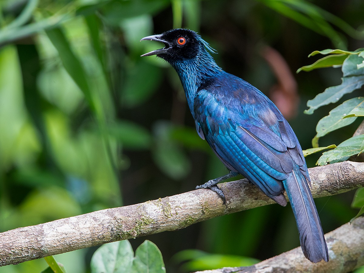 Parrot trumpet sales