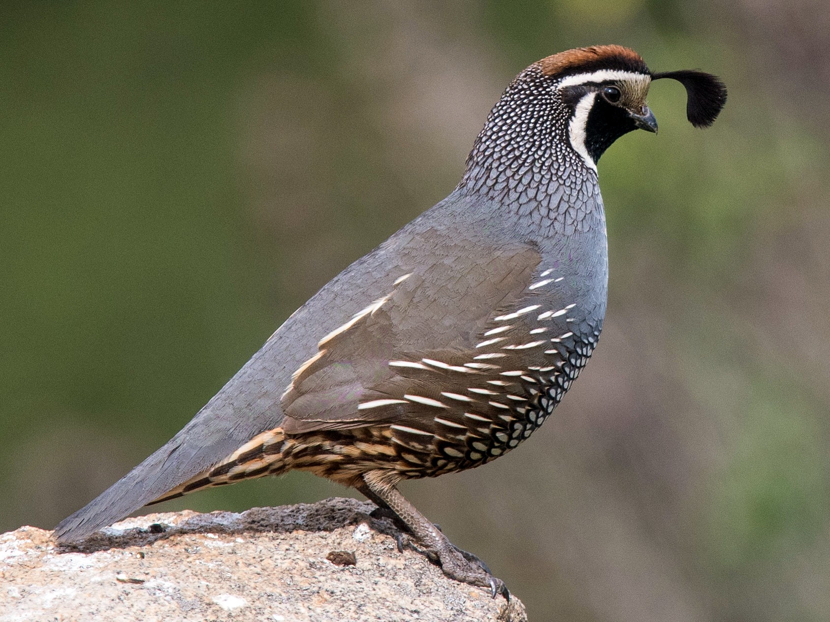 Gray Quail Feathers -  Canada