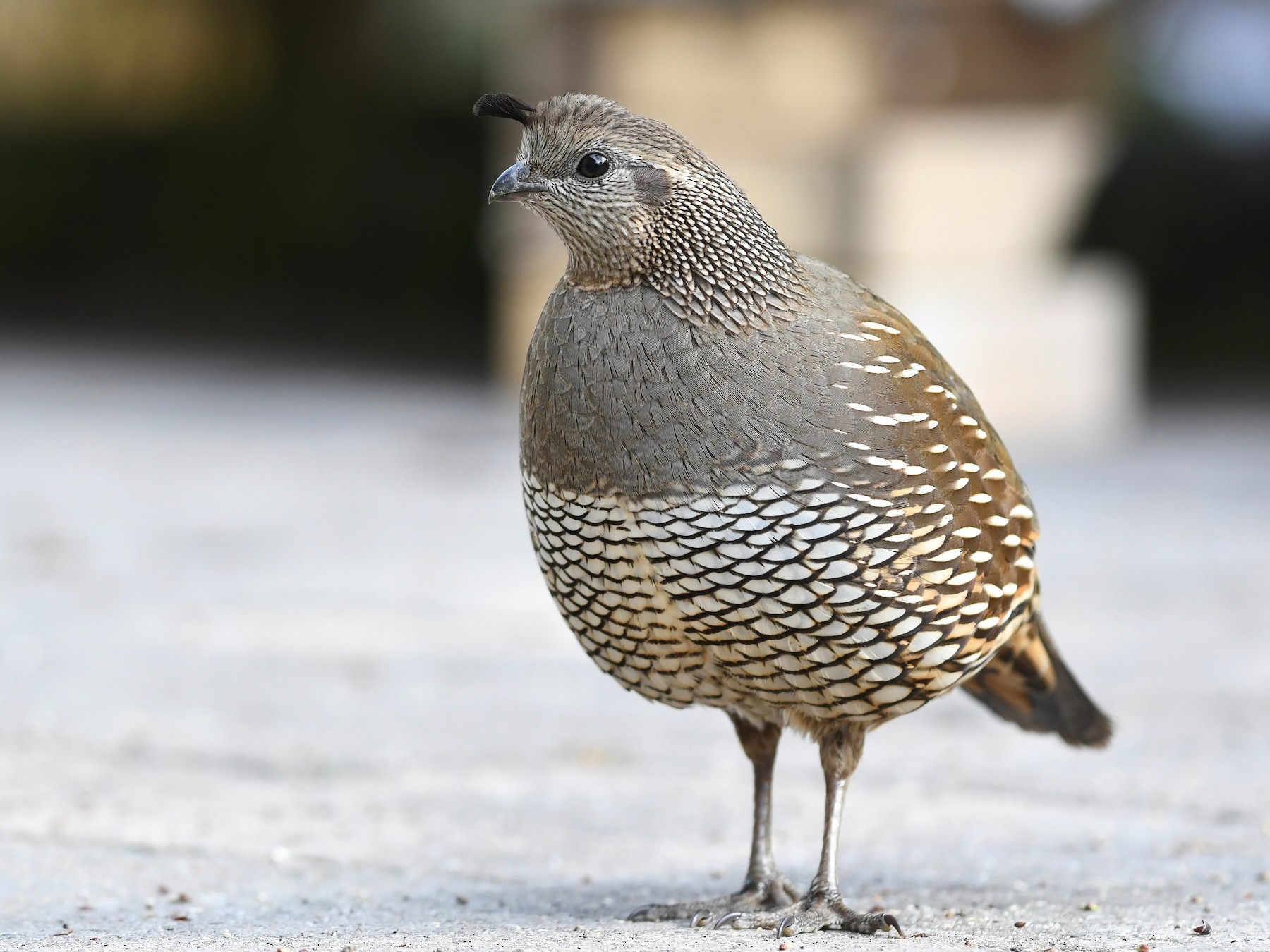 California Quail (Callipepla californica)