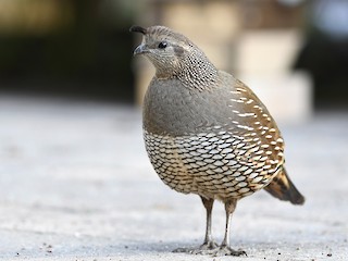  - California Quail