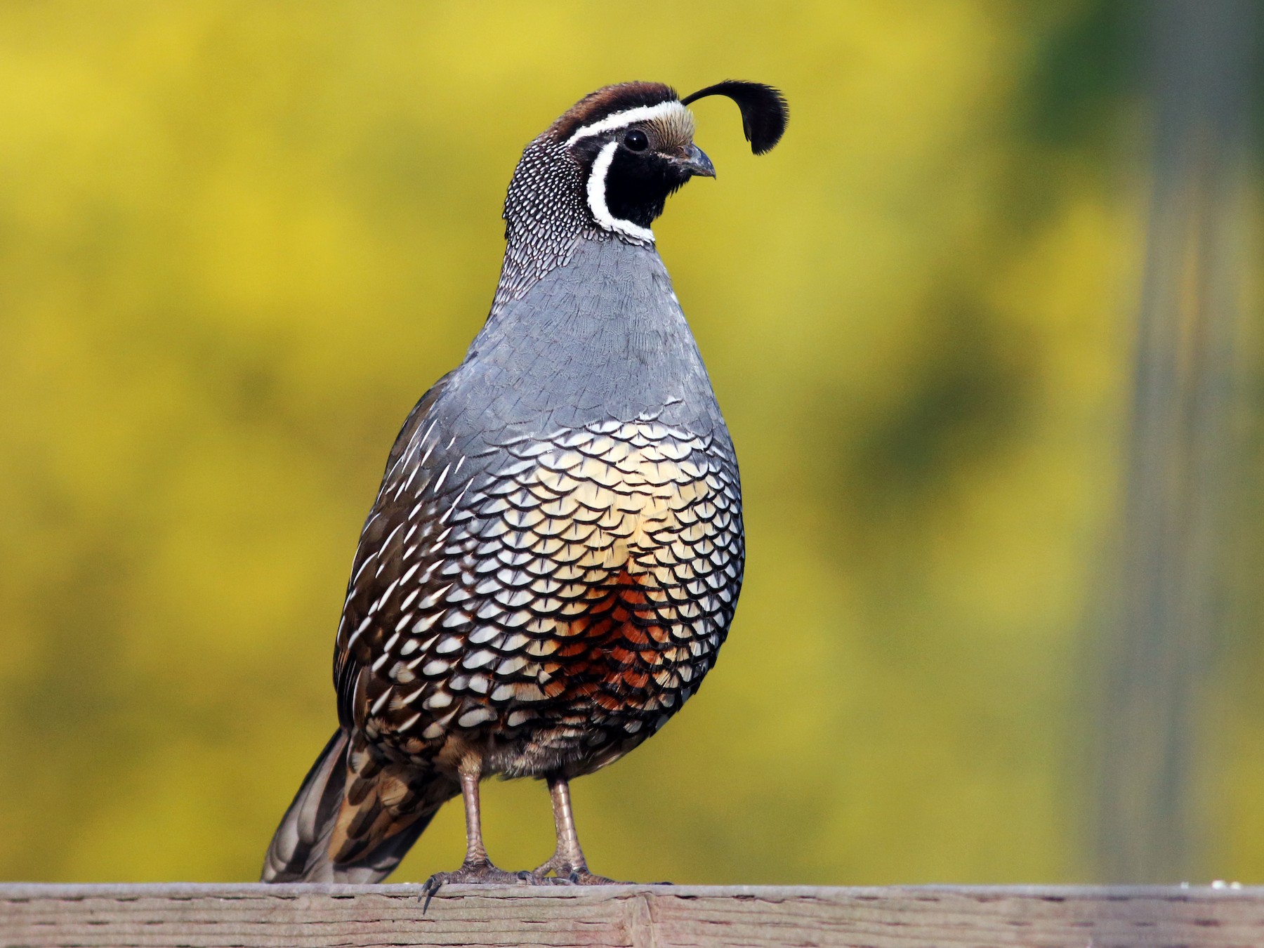 California Quail - Paul Fenwick