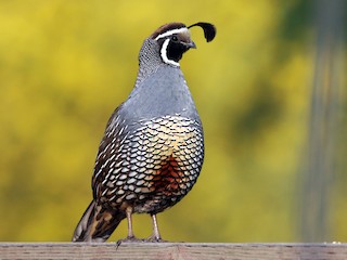  - California Quail