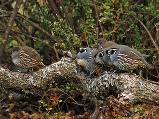  - California Quail