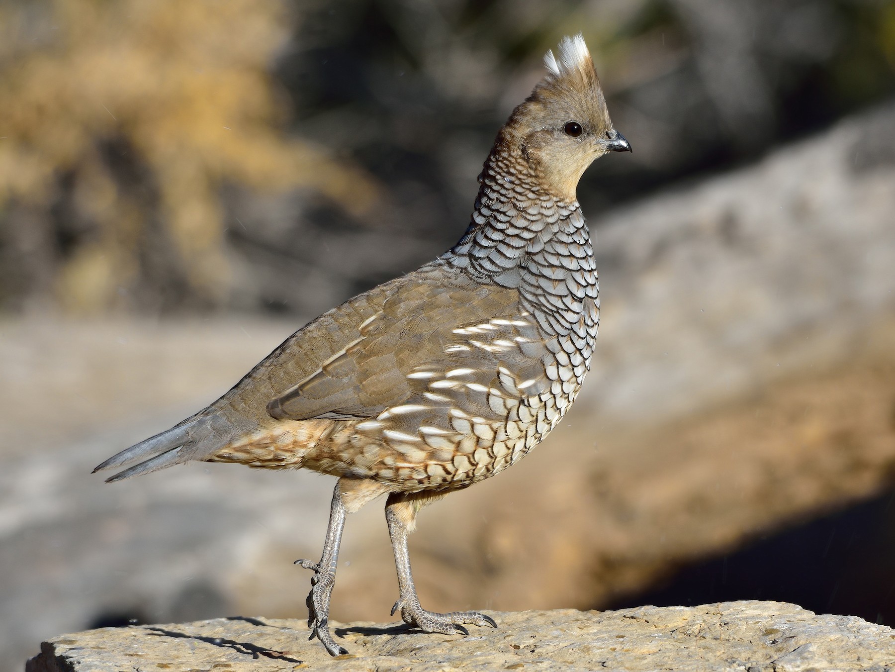 Scaled Quail - eBird