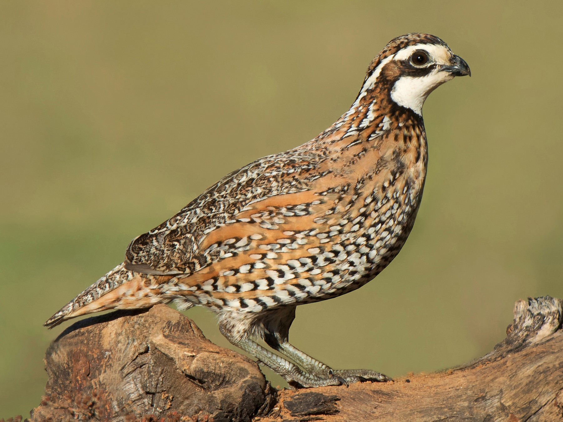 Quail Face Feather (Bobwhite)