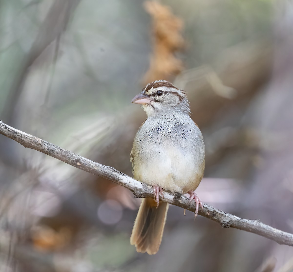 Cinnamon-tailed Sparrow - Per Smith