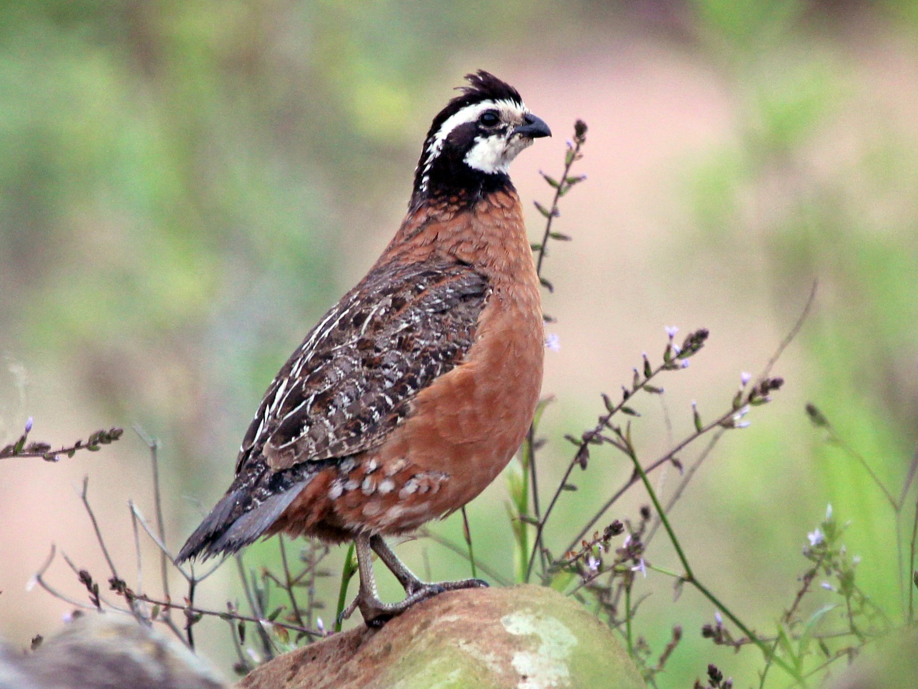 Northern Bobwhite - G Alvarez