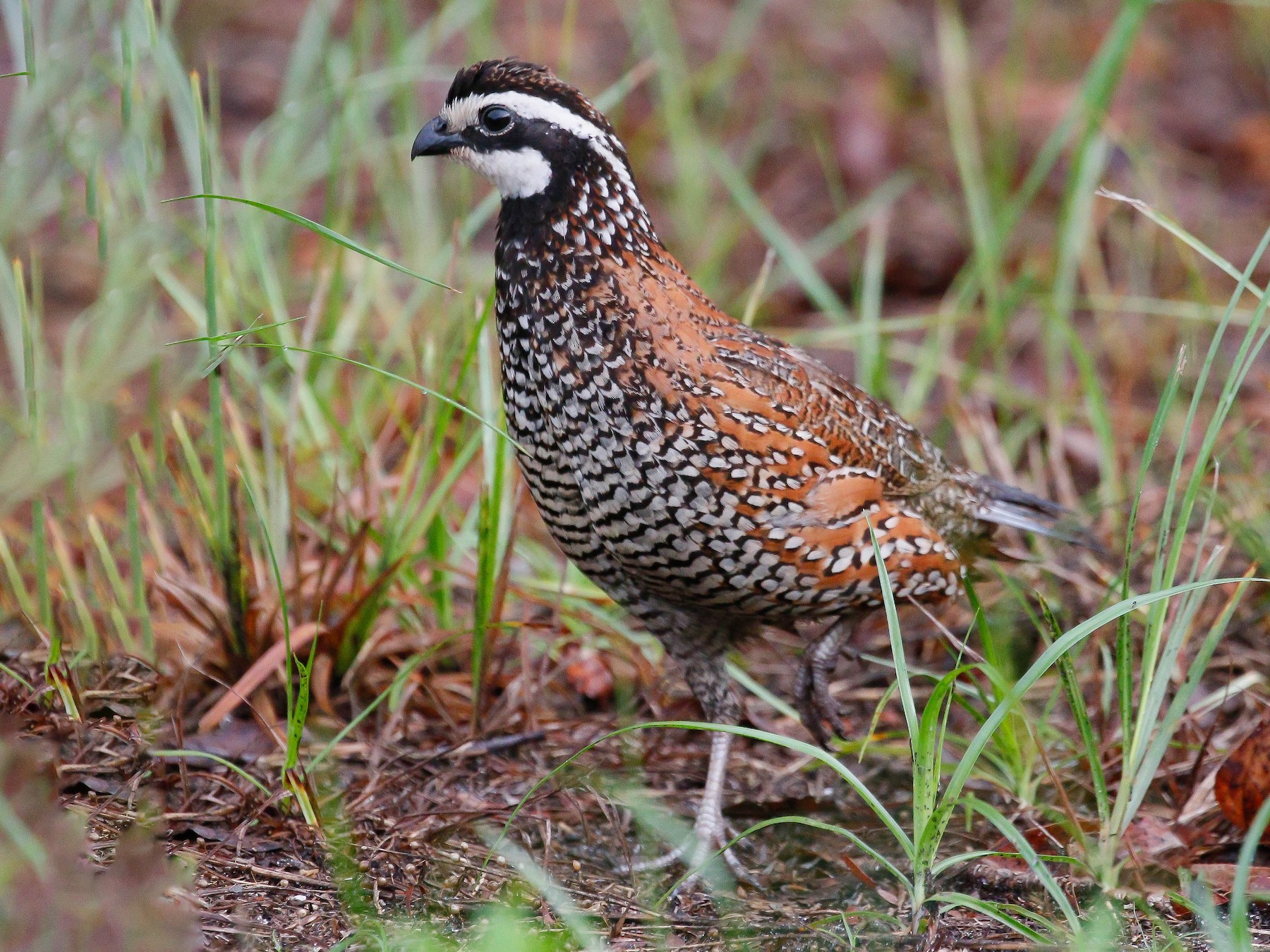 Bobwhite Quail Range