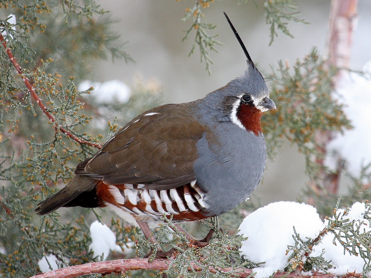 Mountain Quail - Oreortyx pictus - Birds of the World