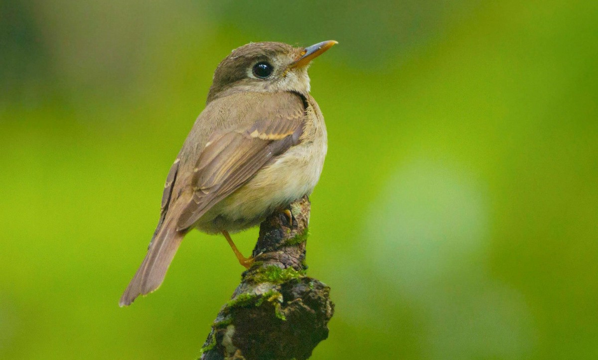 Brown-breasted Flycatcher - ML296739211