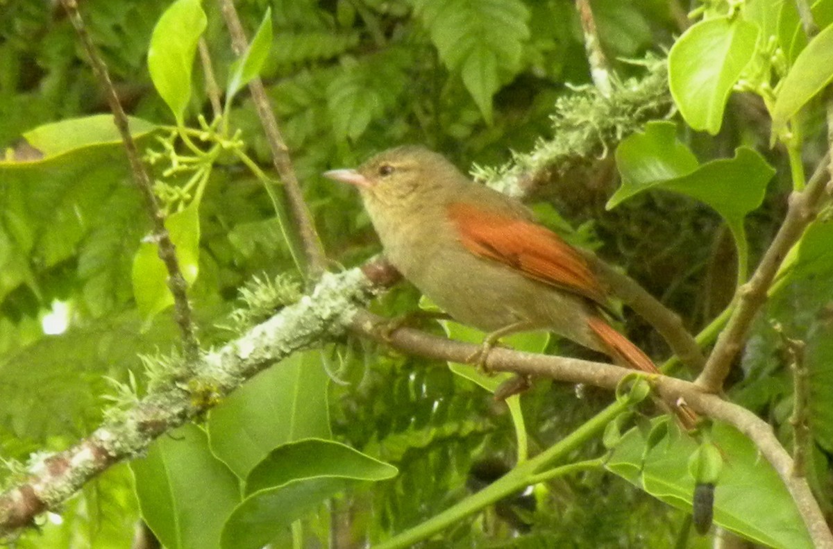 Crested Spinetail - ML296740501