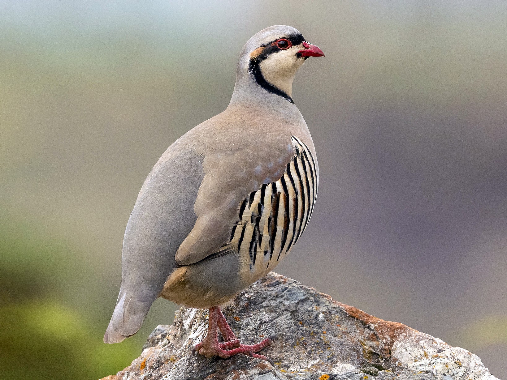 Chukar - Ian Routley