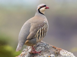  - Chukar