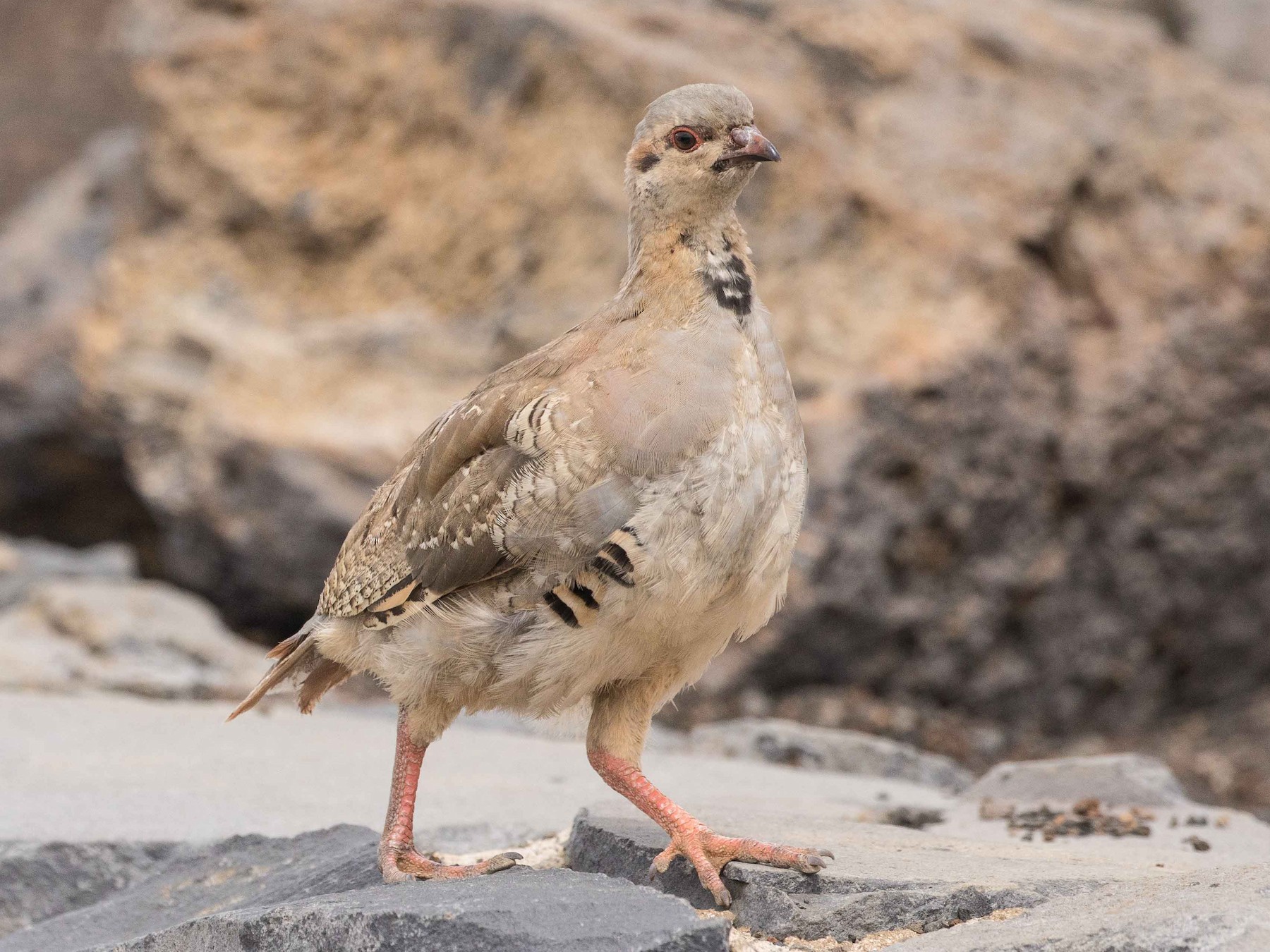 Chukar - Eric VanderWerf