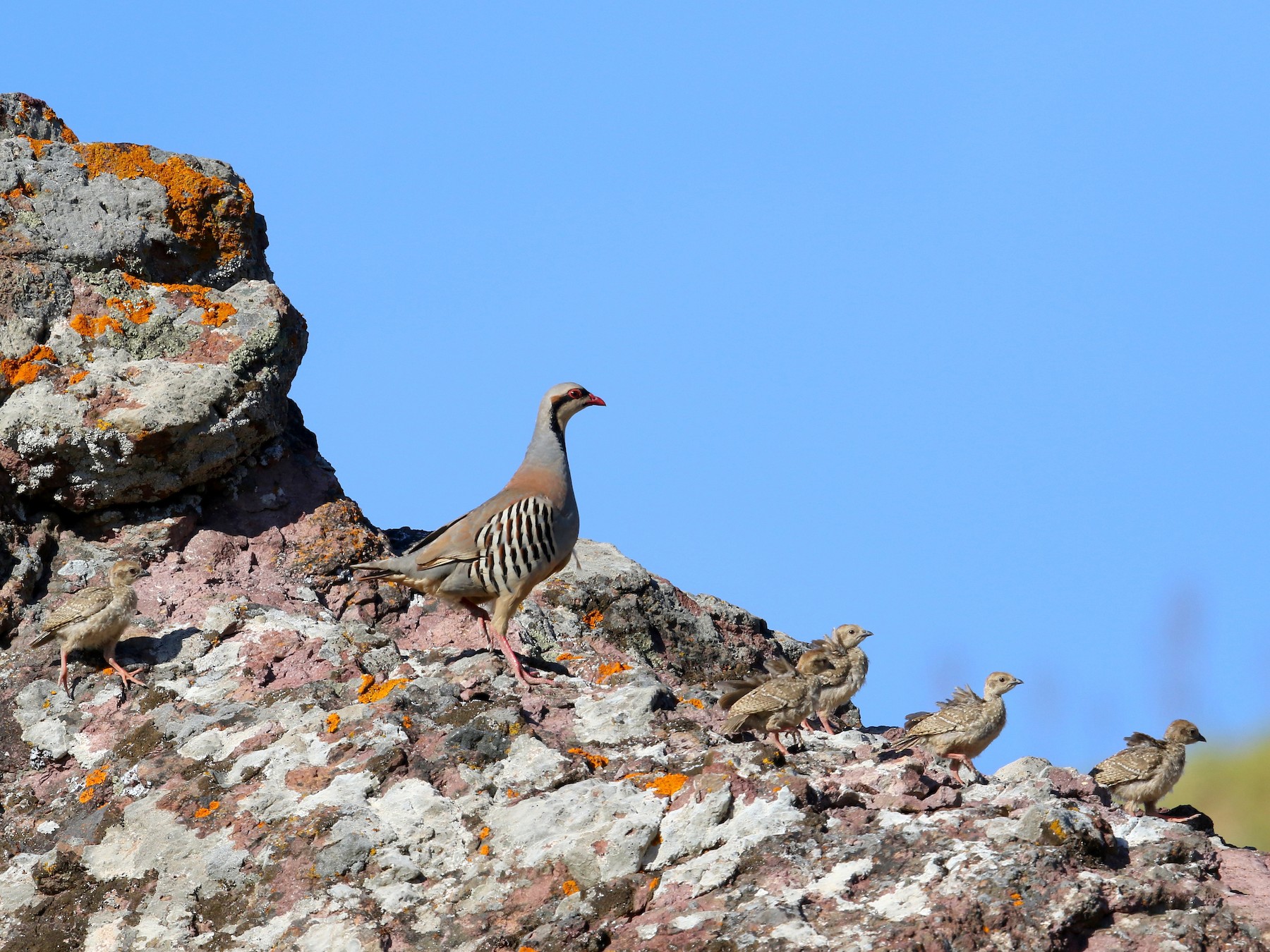 Chukar - Fanis Theofanopoulos (ASalafa Deri)