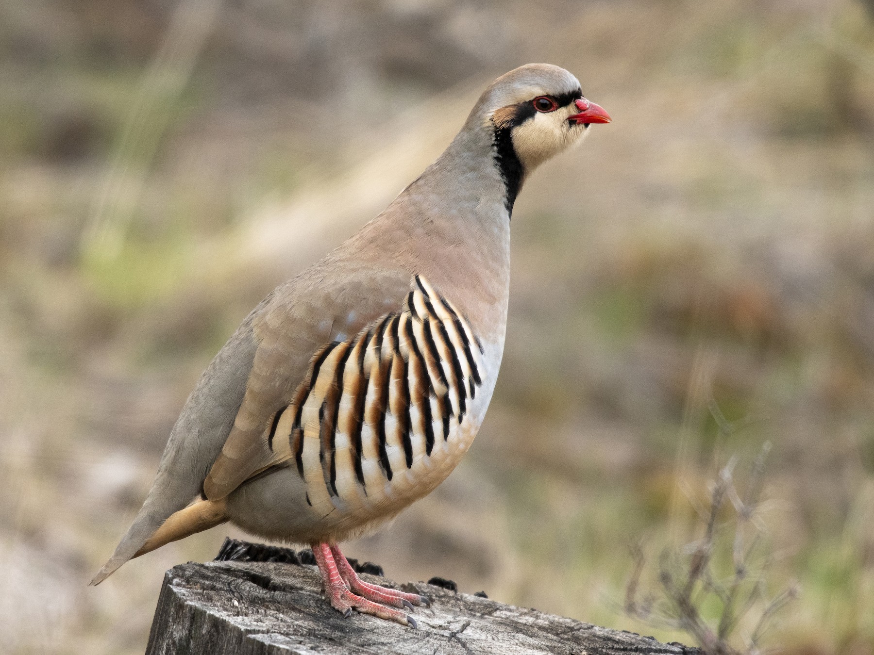 Chukar - Ian Routley