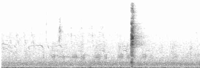 Rascón de Ridgway (yumanensis) - ML296744