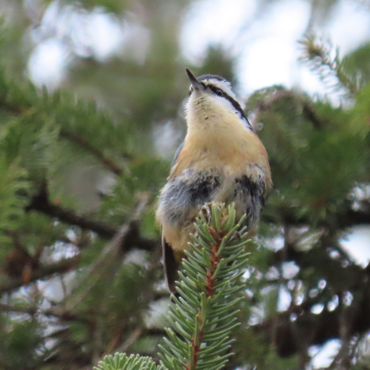 Red-breasted Nuthatch - ML296744201
