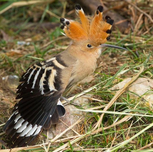 Bird undergoing Definitive Prebasic Molt (subspecies <em class="SciName notranslate">epops).</em> - Eurasian Hoopoe - 