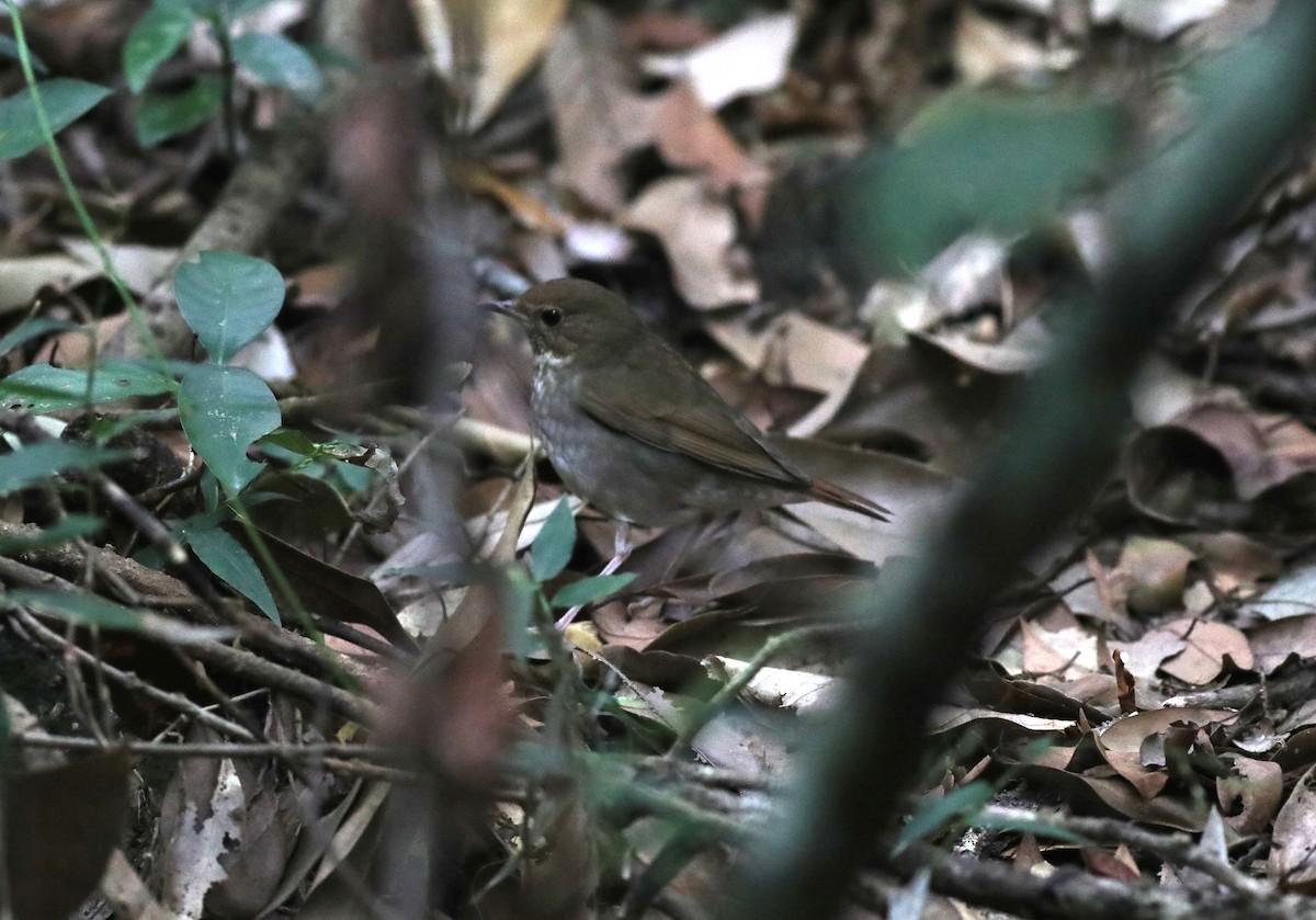 Rufous-tailed Robin - Edward Yip