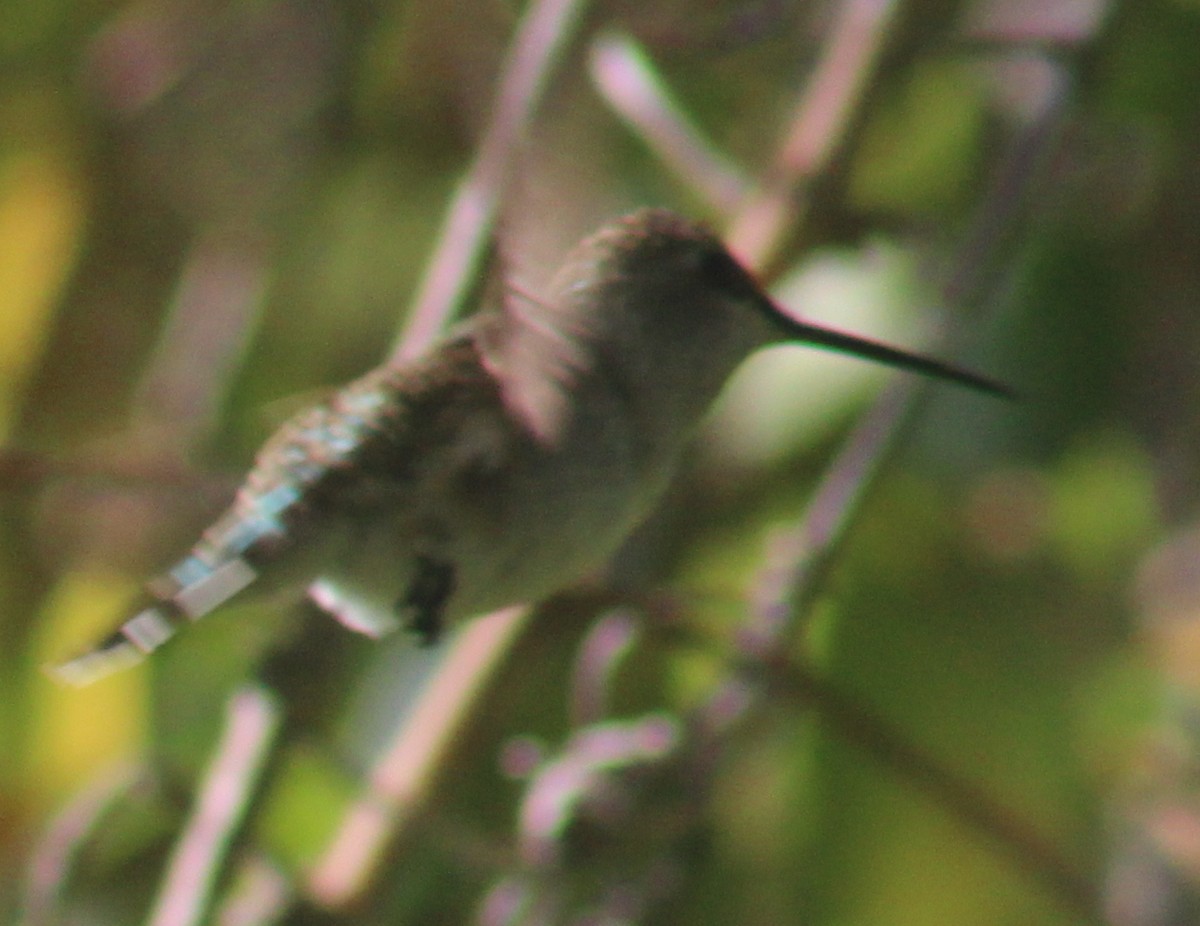 Anna's Hummingbird - Jeffery Scism