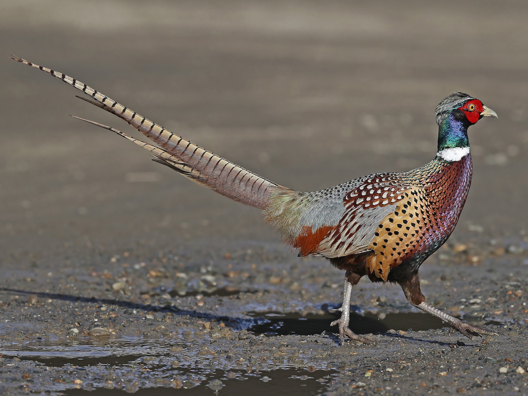 Ring-necked/Green Pheasant - Matt Davis