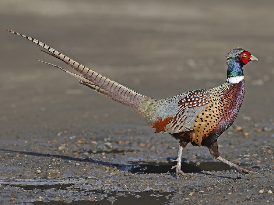 Are pheasant native deals to north america