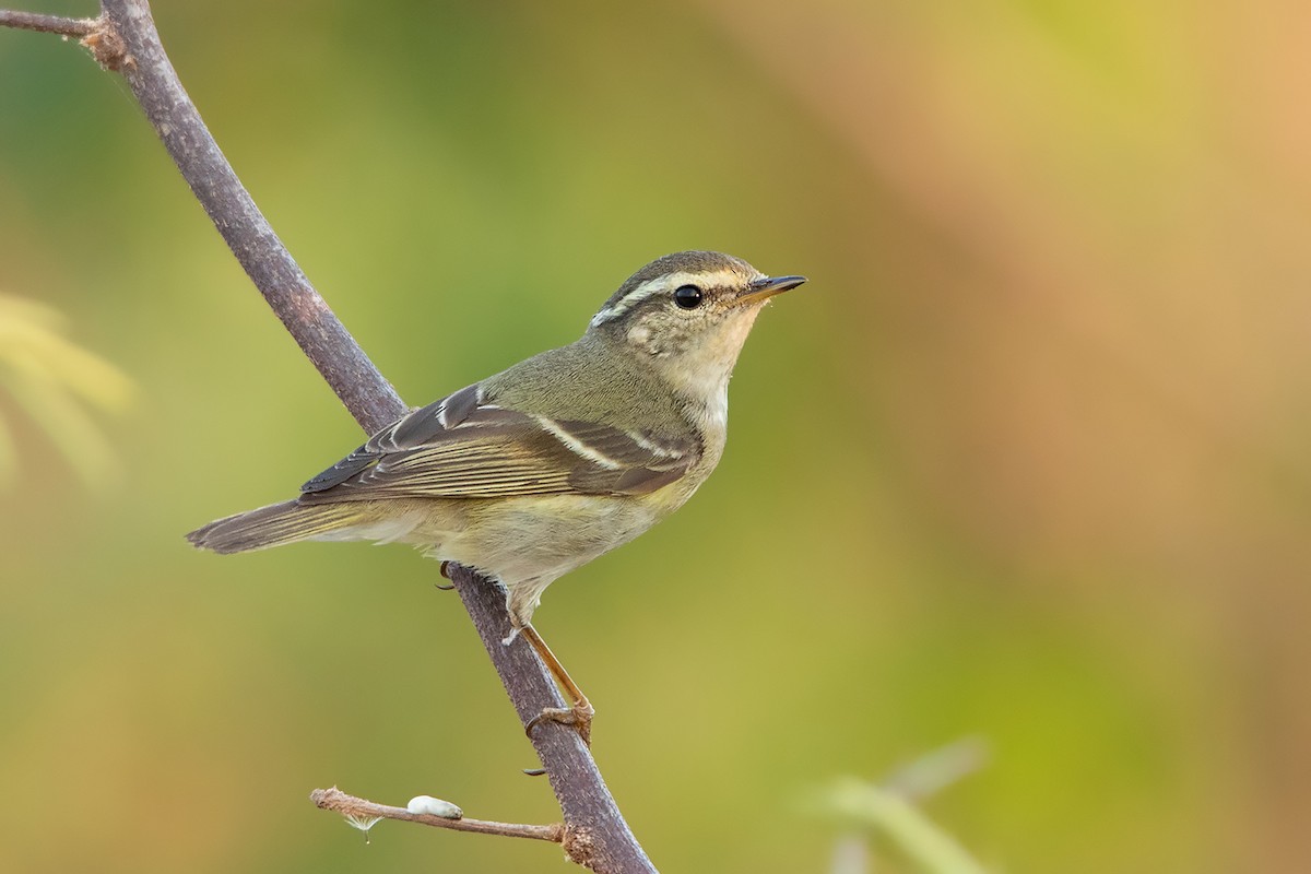 Yellow-browed Warbler - ML296747891