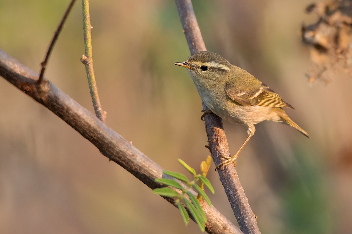 Yellow-browed Warbler - ML296747901