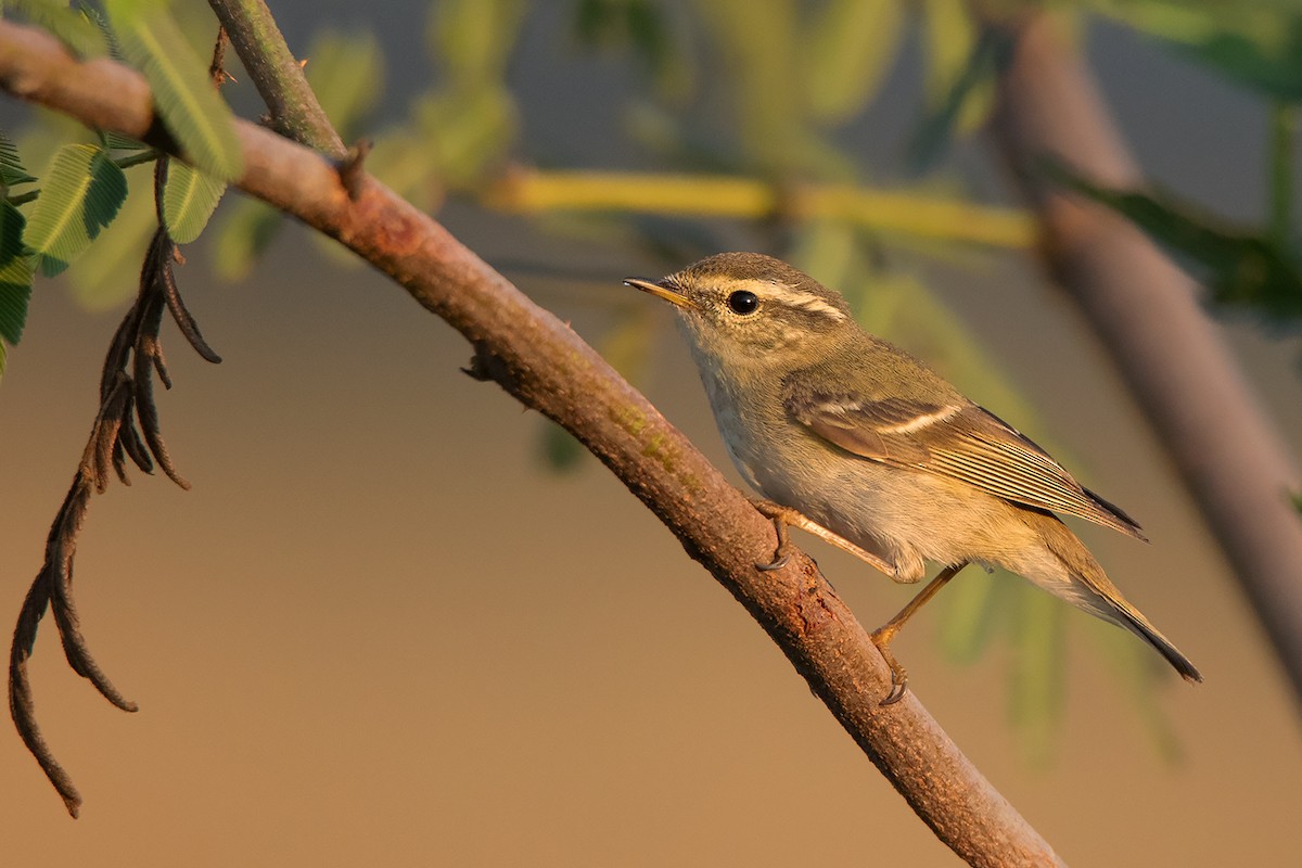 Yellow-browed Warbler - ML296747921
