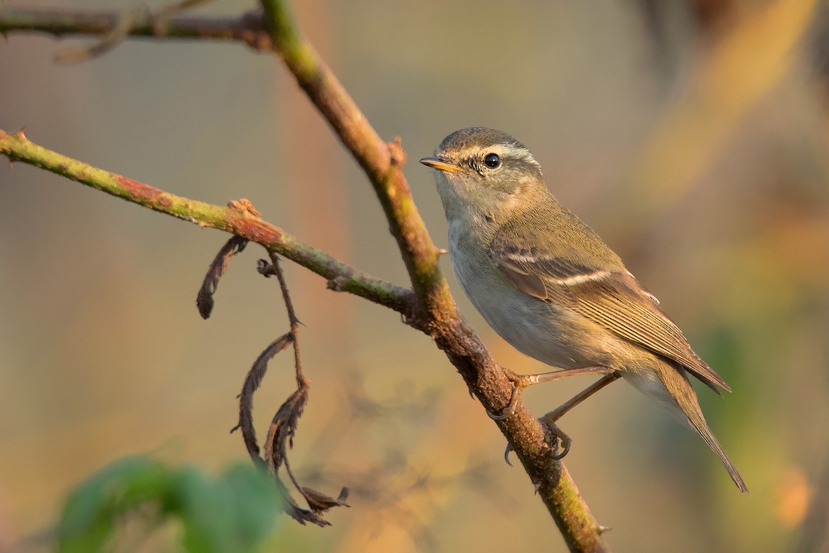Yellow-browed Warbler - ML296747931
