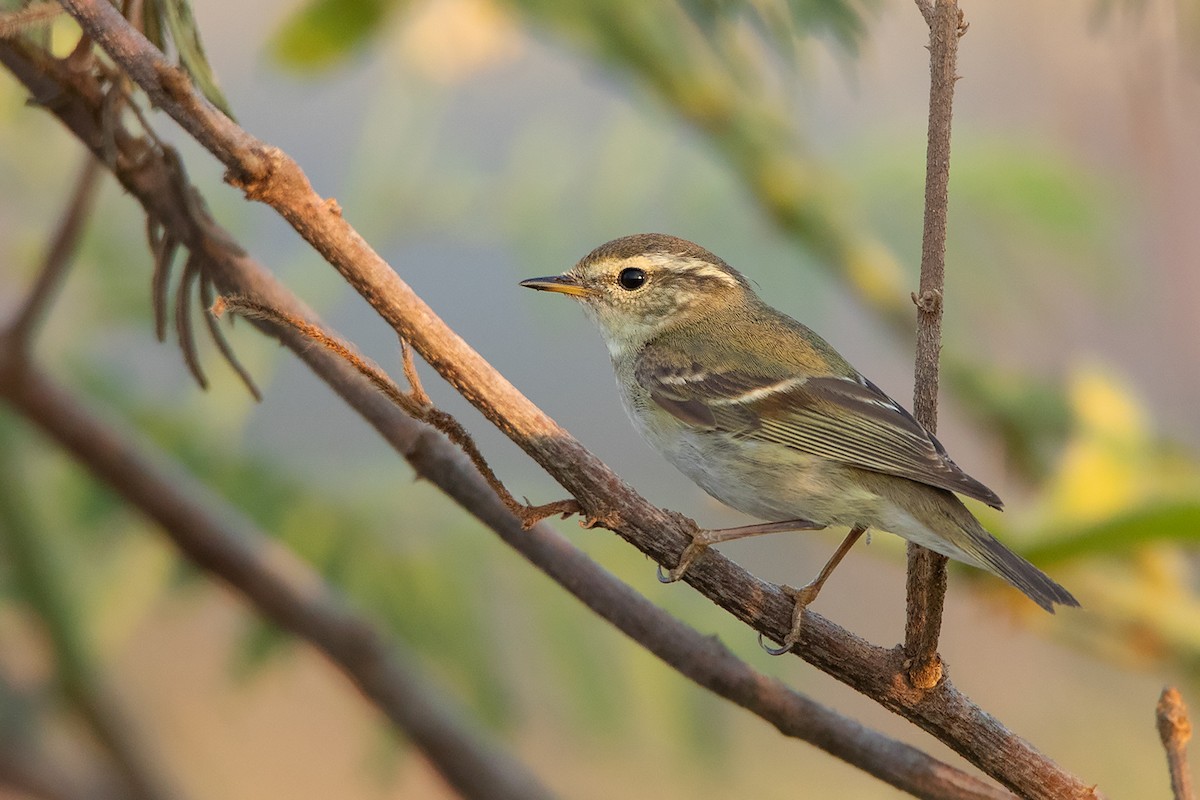 Yellow-browed Warbler - ML296747941