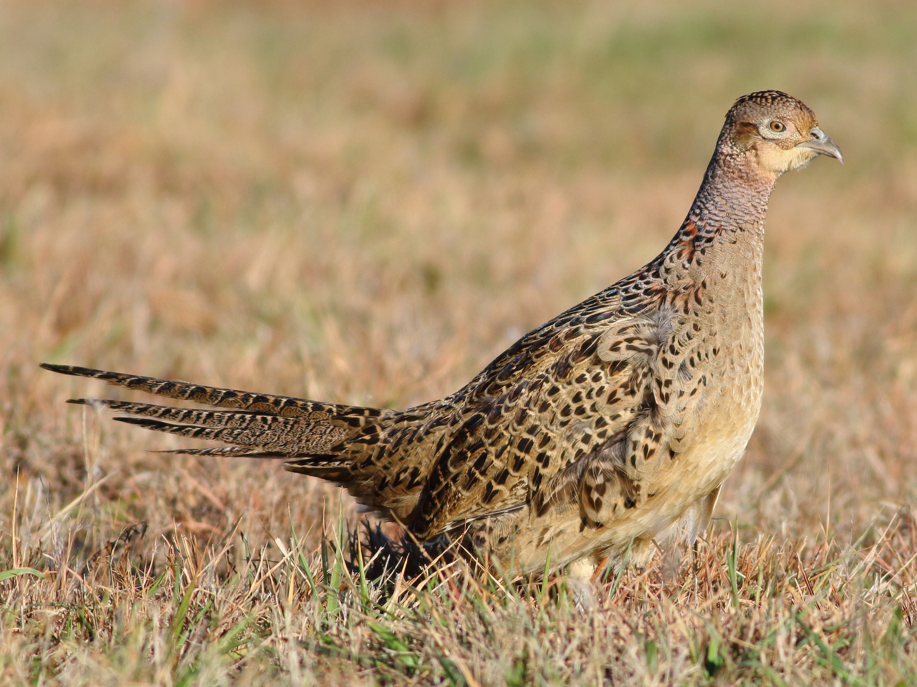 Common Pheasant eBird