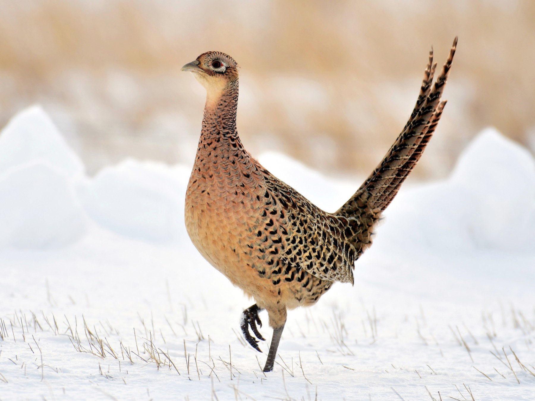 Ring-necked Pheasant - Harold Ziolkowski