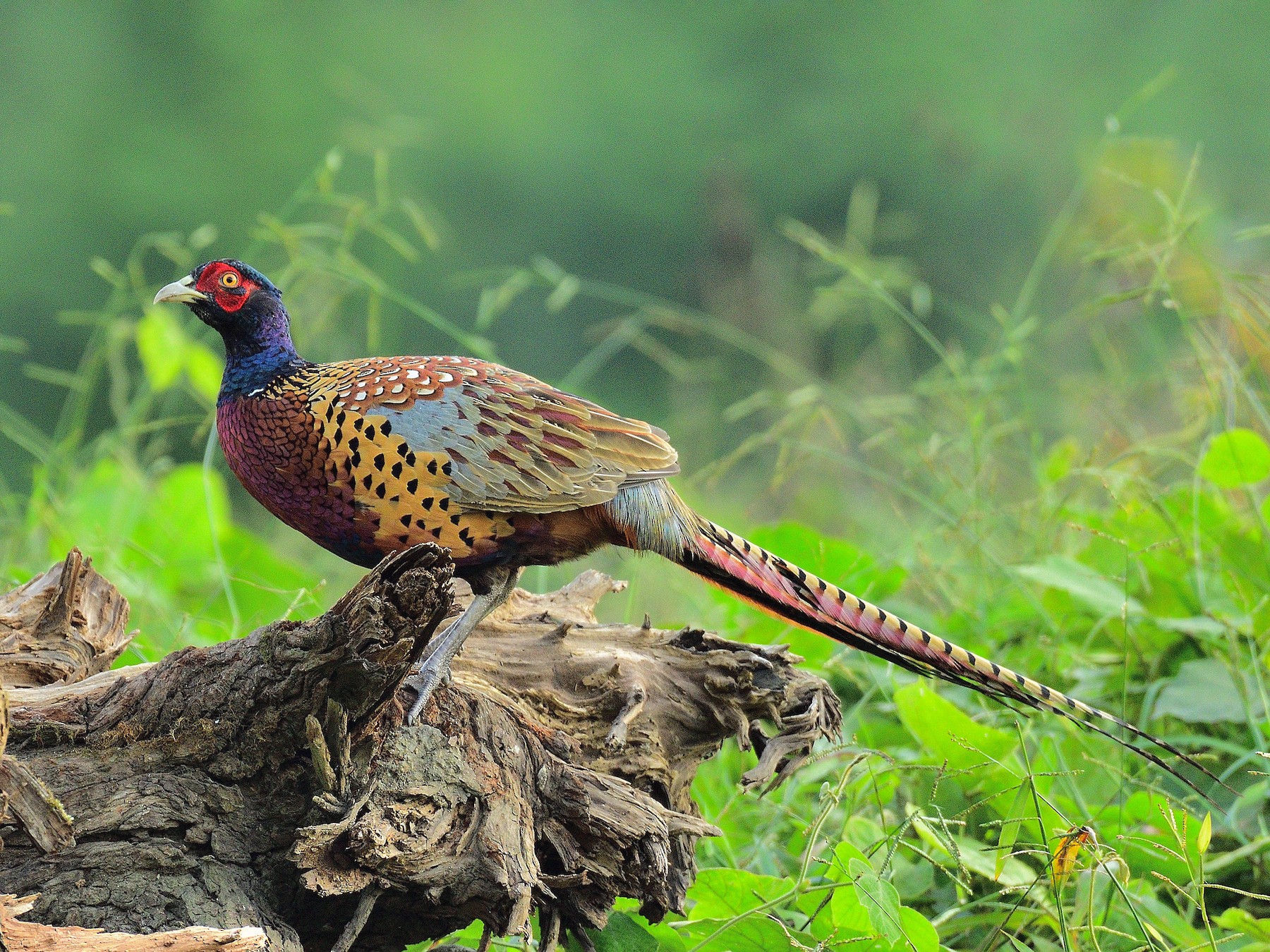 Ring-necked/Green Pheasant - xiwen CHEN