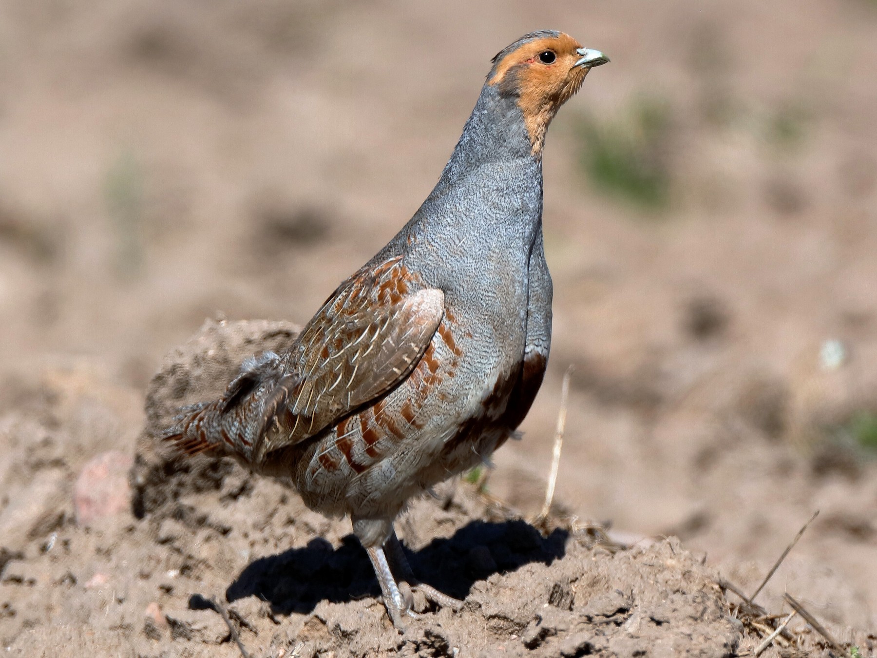 Gray Partridge - Holger Teichmann