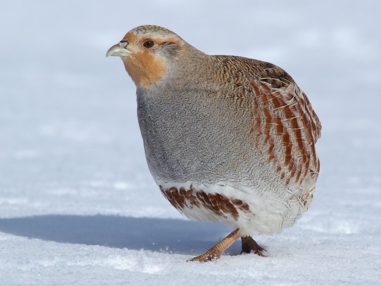 Gray Partridge - pierre martin