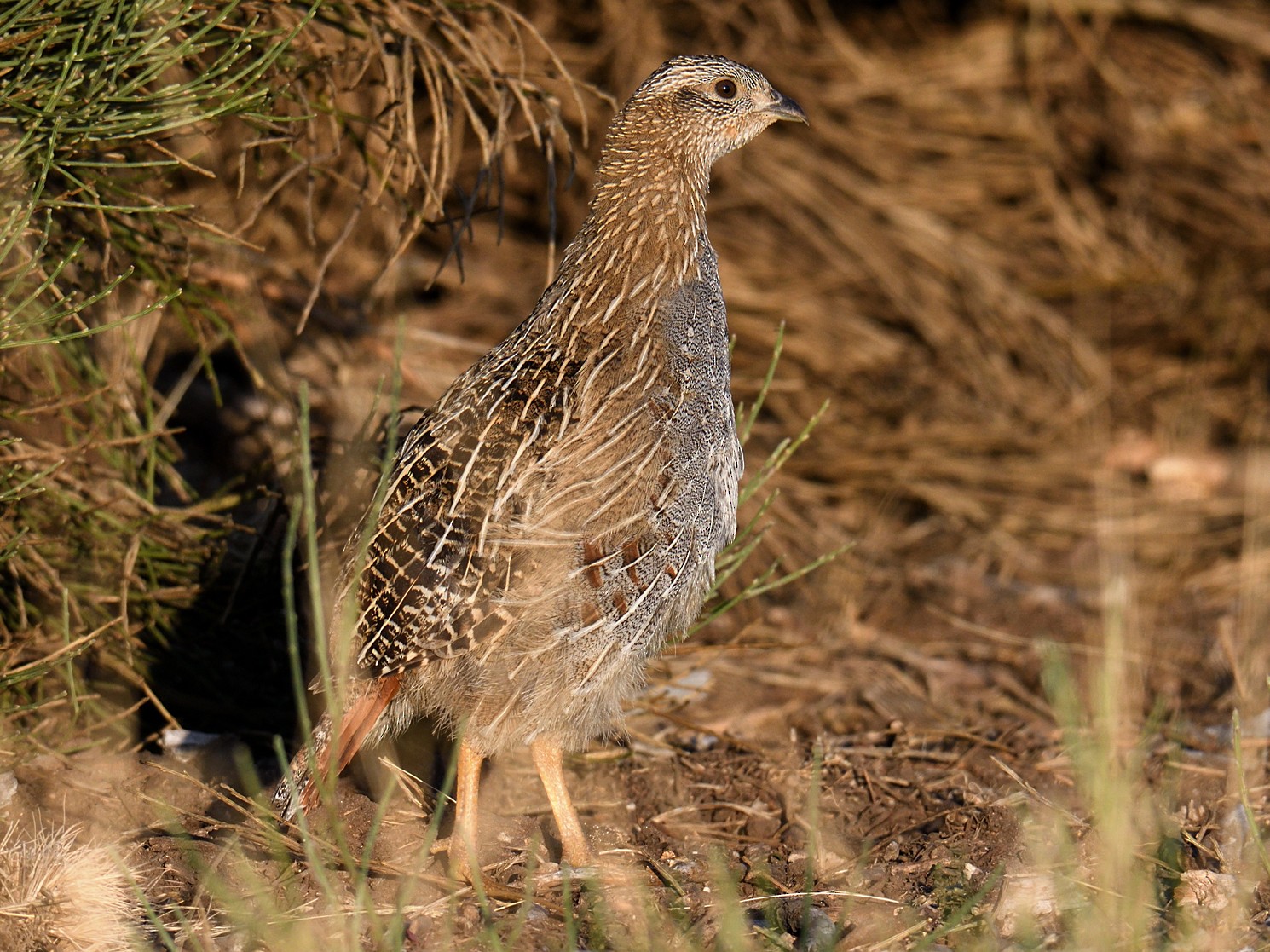 Gray Partridge - Manuel Segura Herrero