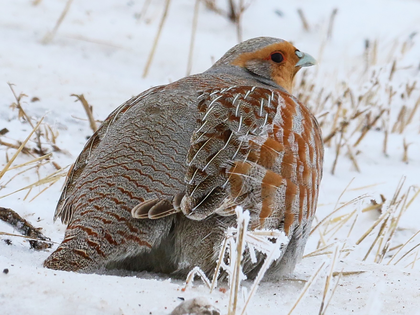 Gray Partridge - Chris McCreedy - no playbacks