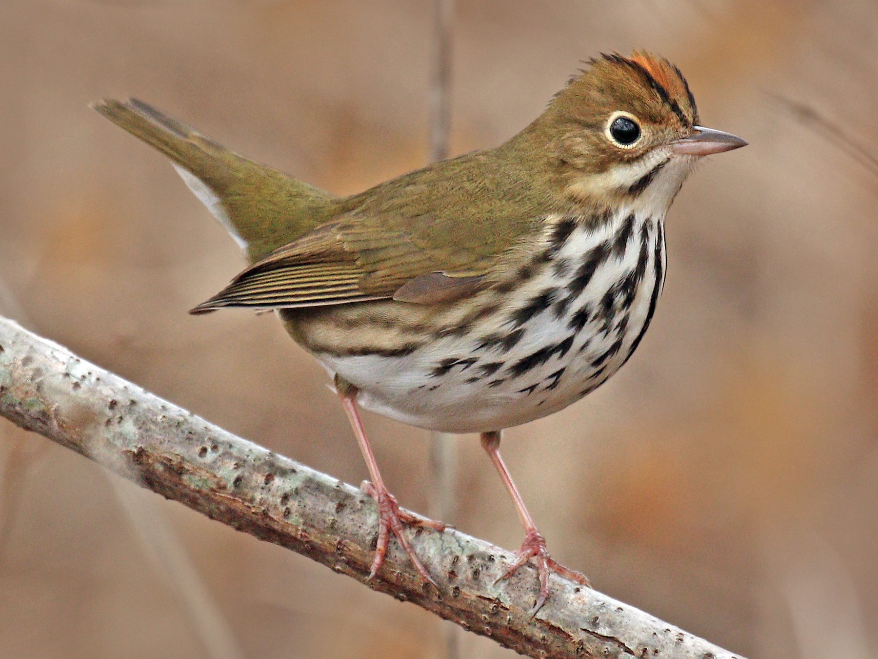 Ovenbird - eBird