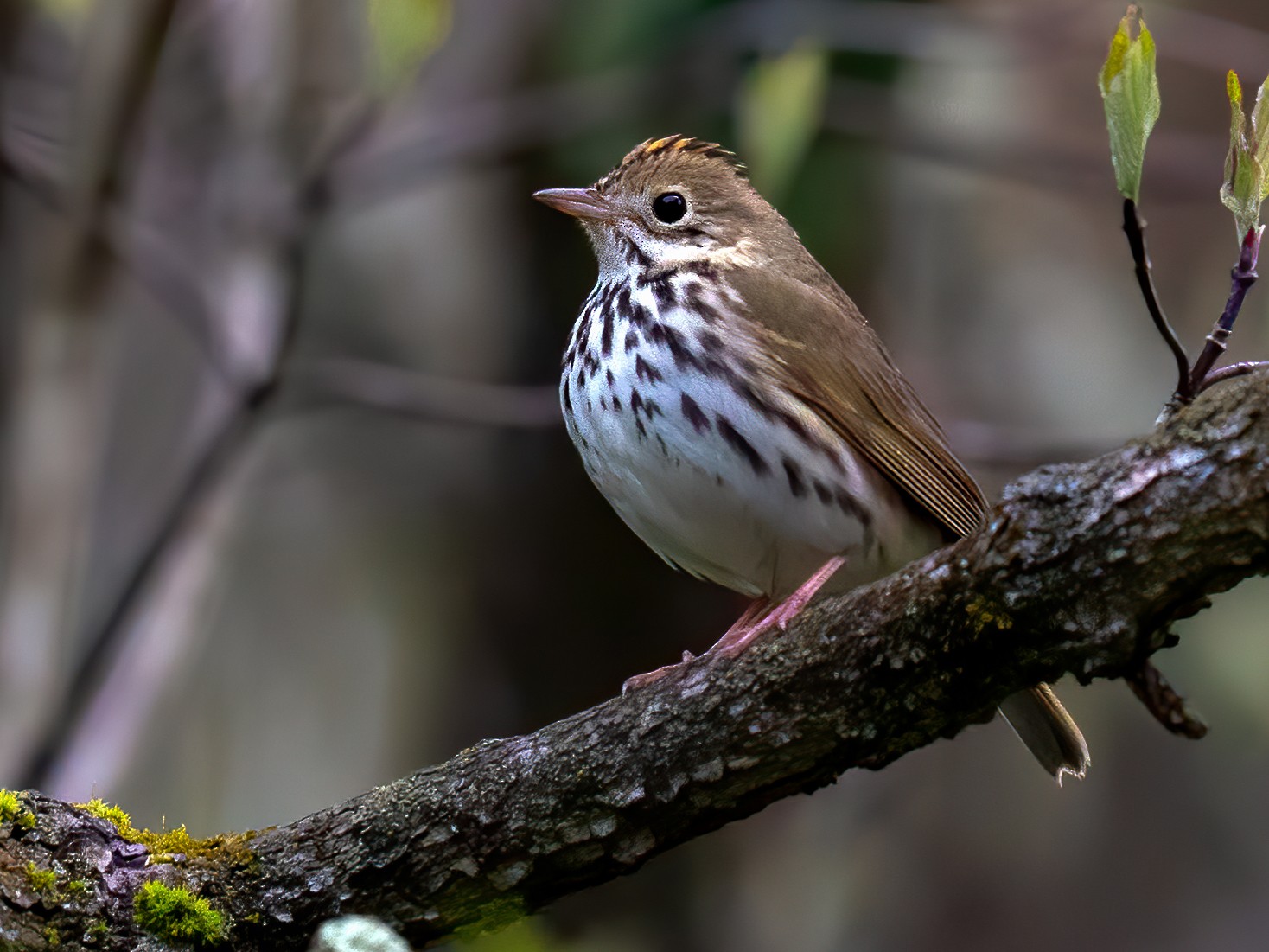 Ovenbird craibas.al.gov.br
