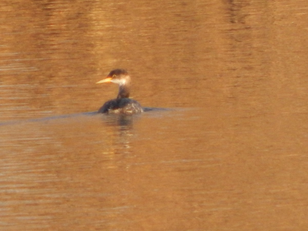 Red-necked Grebe - ML296755001