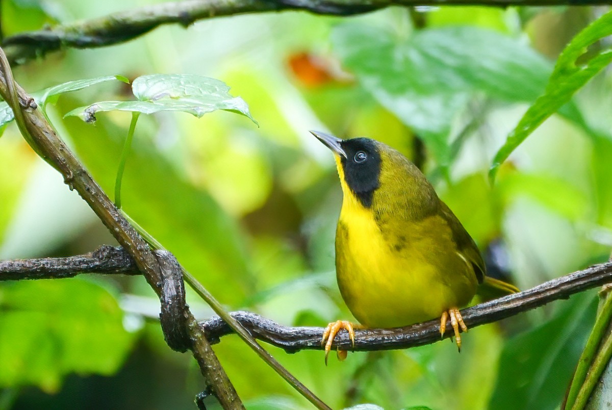 Olive-crowned Yellowthroat - ML296755351