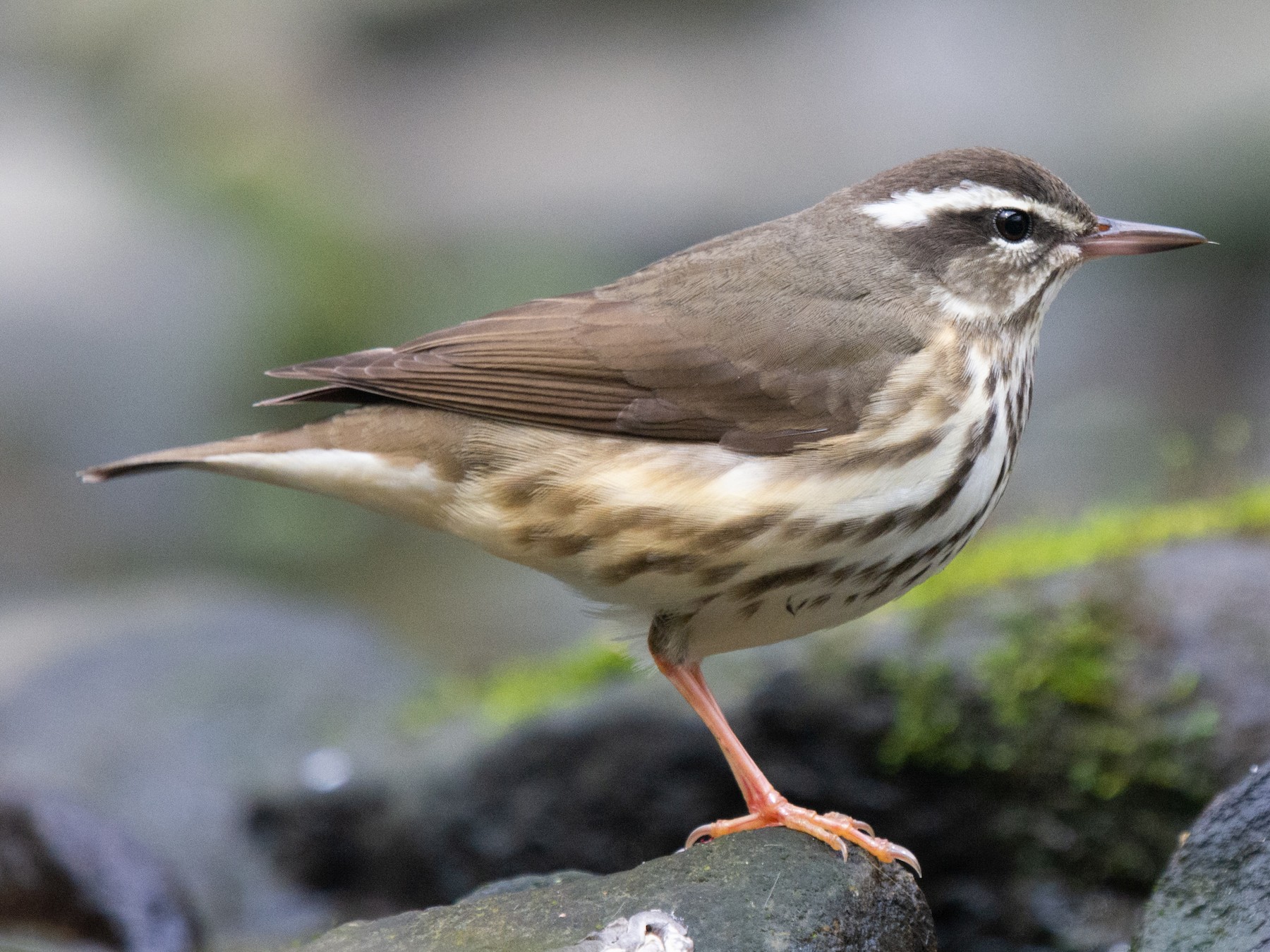Louisiana Waterthrush EBird