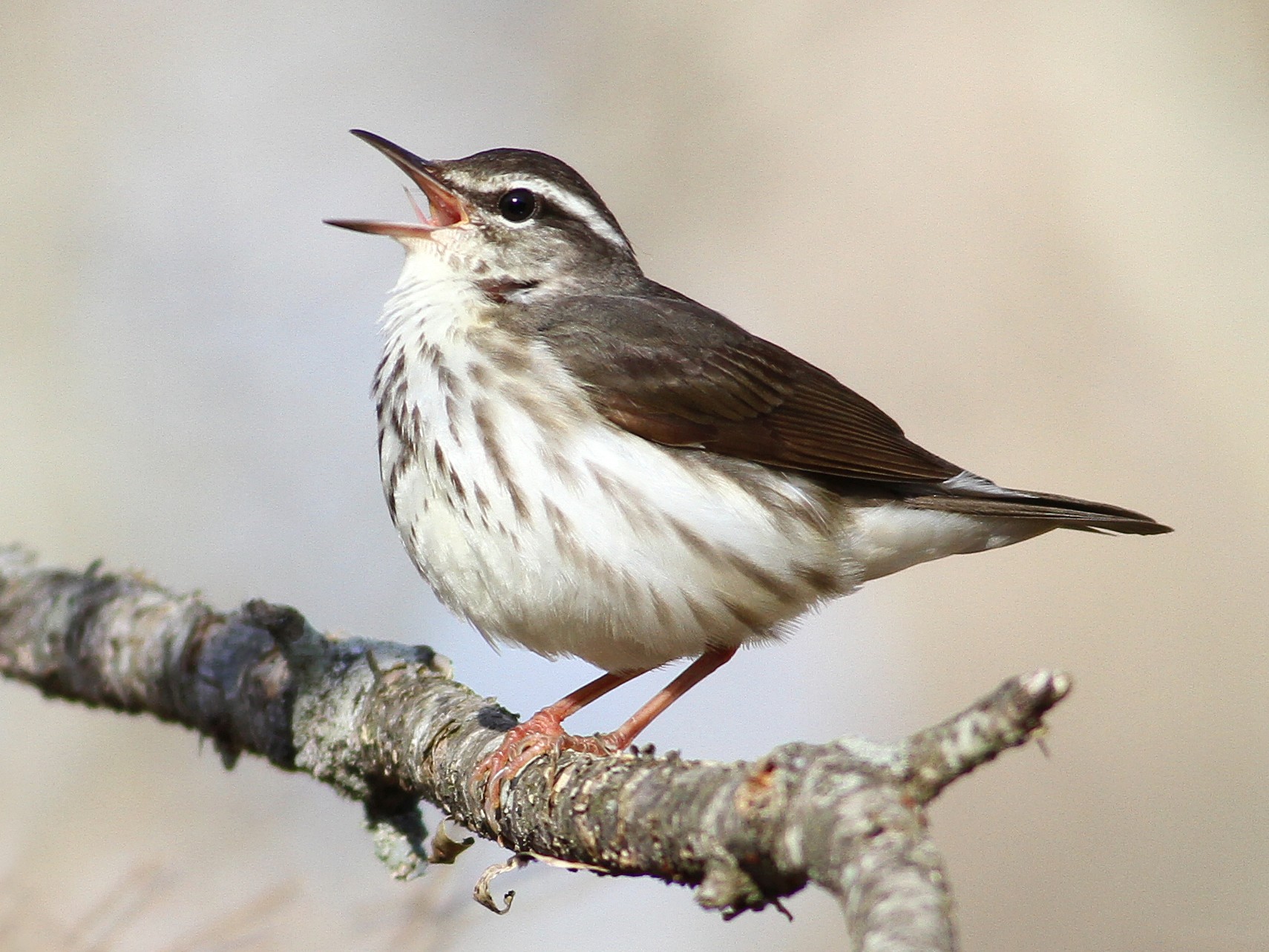 Louisiana Waterthrush - Andy Eckerson