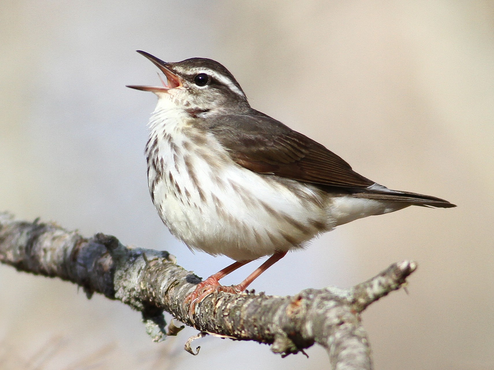 Louisiana Waterthrush EBird