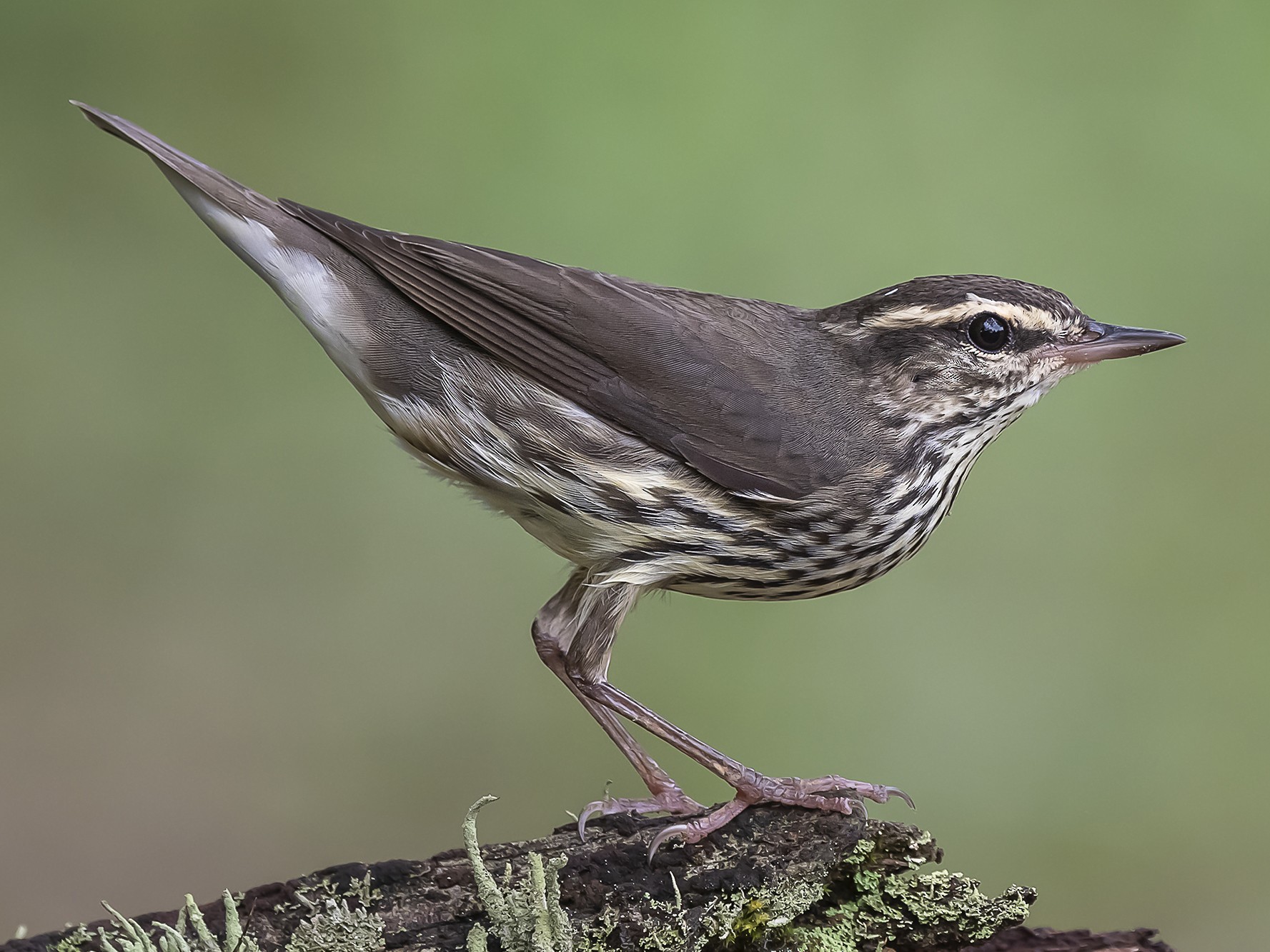 Northern Waterthrush - fernando Burgalin Sequeria