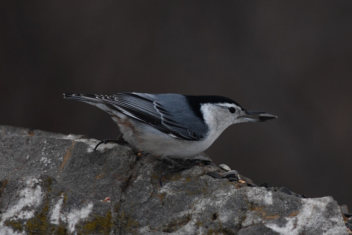 White-breasted Nuthatch - ML296756971
